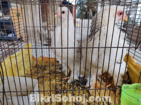 তিন মাস বয়সি ব্রামাহা মুরগি